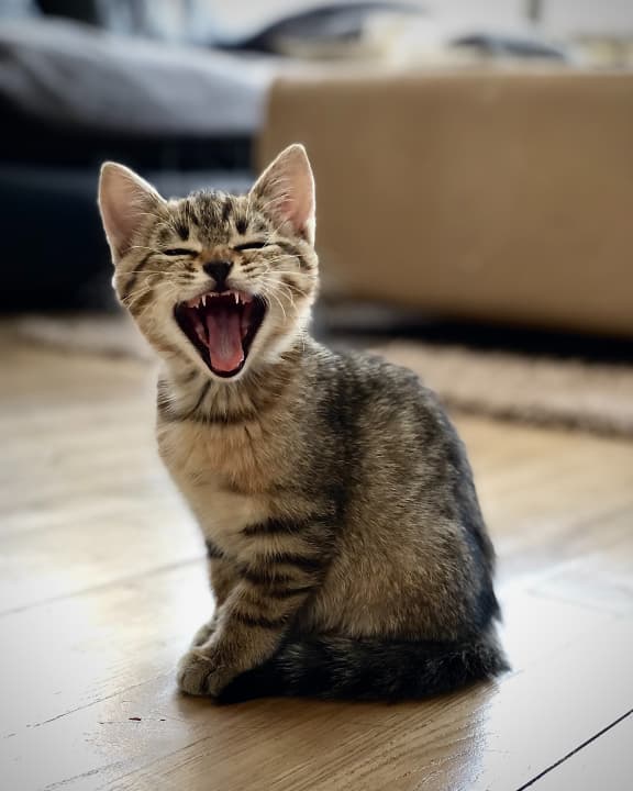  кошеня позихає